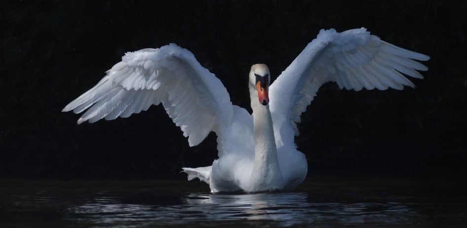 Read more about the article Why We Need Graceful Swans, Not Honking Geese